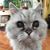 Lisa Partington's profile image