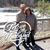 Lisa Young Kellow's profile image