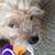 Susan Dillinger's profile image