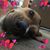 Leslie Langston's profile image