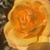 Bianca Rose's profile image