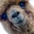 Shelly Sawyer's profile image