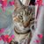 Michele Cavell's profile image