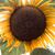 Amy Plunkett Sampson's profile image