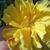 Jacqueline Taylor's profile image