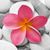 Sonia Morimoto's profile image