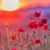 Carolyn French's profile image