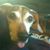 David Goldstein's profile image