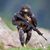 Lazaro Campos Zapata's profile image