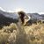 Candace Campbell's profile image