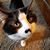 Matt Seliger's profile image