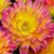 Lori Jo Bean's profile image