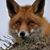 Dawn Gronow Hall's profile image