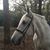 Karin Renate's profile image
