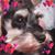 Dar Stoltz's profile image
