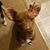 Shannon Bimbolina Tate's profile image