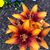 Kimberly Nagy Valesky's profile image
