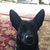 Susan Leslie Carapella's profile image