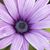 Dianne Walker's profile image