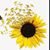 Roma Adkins's profile image