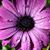 Audrey Friese Borders's profile image