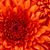 Diana Root's profile image