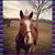 H Pete Jaxle's profile image