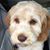 Carol Rose's profile image