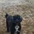 Emster's Paws's profile image