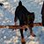 Steve McMahan's profile image