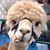Jill Stephens Bohrer's profile image