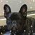 Teri DeBruhl's profile image