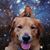 Susan Gentile's profile image