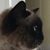 Kori Rafiee's profile image