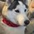 Calvin Luu's profile image