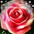 Lynley Tolls's profile image