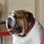 Denise Neel's profile image