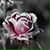 Tammie McDole Wallace's profile image
