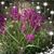Shari Davis's profile image