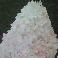 Donna Dunning's profile image