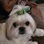 Vera Ferreira's profile image