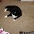 Susan Reinholdt's profile image