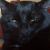 Sonya Goodner's profile image
