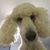 Terri Sauls DeMarco's profile image