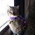 K.a. Dickens's profile image