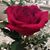Elizabeth Santoyo's profile image