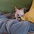 Dottie Toole Gantt's profile image