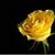 Hope Bollinger Moore's profile image