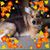 Renee Dupal's profile image