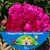 Michiko Dawson Lee's profile image